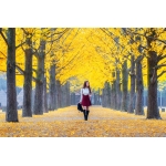 [MÙA THU KOREA 5N4Đ]Ngắm Lá Vàng Công Viên Yeouido