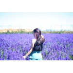 [ĐÀ LẠT 3N3Đ] Ngắm Nhìn Mùa Hoa Lavender Tím Cả Cánh Đồng