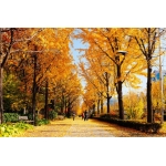 [PHƯỢT MÙA THU KOREA ] Trải nghiệm văn hóa & khám phá Công viên Seoul Forest