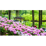 ĐÀ LẠT - HAPPY HILL SĂN MÂY CẦU ĐẤT KHÁM PHÁ VƯỜN ĐỊA ĐÀNG