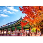 [MÙA THU KOREA 4N4Đ] Ngắm Lá Vàng Rực Rỡ tại Trường Đại Học Nữ sinh Ehwa - Chợ Đêm Hongdae - Trải Nghiệm Hái táo tại vườn