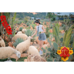 Du Xuân Mũi Né Làng  Mông Cổ MIANFAM - Chinh Phục Bàu Trắng Jeep Tour 3N2Đ