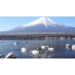 DU LỊCH NHẬT BẢN MÙA ĐÔNG ĐÓN TẾT DƯƠNG TOKYO–FUJI–KYOTO-OSAKA