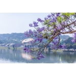 [ĐÀ LẠT 3N3Đ] Mùa Hoa Phượng Tím | Cánh Đồng Hoa Lavender Tháng 3 & Tháng 4