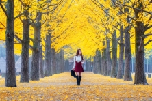 [MÙA THU KOREA 5N4Đ]Ngắm Lá Vàng Công Viên Yeouido