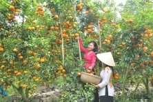 [CẦN THƠ 3N2Đ] Cồn Sơn | Bảo Tàng | Công Viên Giải Trí Kittyd& Minnied | Khu du lịch Sinh Thái Ông Đề