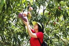 Cam Ranh – Chùa Ốc – Vườn Xoài Cam Lâm – Resort 5 Sao Nghỉ Dưỡng 3N3D