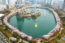 [MÙA XUÂN KOREA 5N4Đ] Chinh Phục Ngọn Núi Eungbongsan Bao Phủ Trong Sắc Vàng Rực Rỡ của Hoa Forsythia