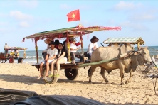 [Phượt Bình Thuận] Coco Beach Camp & Biển Cam Bình [2N1Đ]