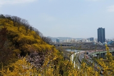 [MÙA XUÂN KOREA 5N4Đ] Chinh Phục Ngọn Núi Eungbongsan Bao Phủ Trong Sắc Vàng Rực Rỡ của Hoa Forsythia
