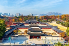 [MÙA XUÂN KOREA 5N4Đ] Chinh Phục Ngọn Núi Eungbongsan Bao Phủ Trong Sắc Vàng Rực Rỡ của Hoa Forsythia
