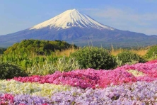 DU LỊCH NHẬT BẢN MÙA THU TOKYO–FUJI–KYOTO-OSAKA