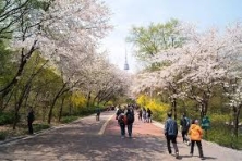 [PHƯỢT MÙA XUÂN KOREA] Trải nghiệm văn hóa, cuộc sống như một người Seoul chính hiệu