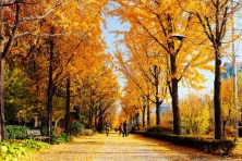 [PHƯỢT MÙA THU KOREA ] Trải nghiệm văn hóa & khám phá Công viên Seoul Forest