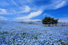 MÙA ĐÔNG NHẬT BẢN  CUNG ĐƯỜNG VÀNG TOKYO - OSAKA 