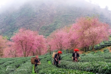 DU XUÂN ĐÀ LẠT HAPPY HILL - THE FLOREST HOA TRONG RỪNG CẦU ĐẤT NGẮM HOA ĐÀO