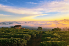 ĐÀ LẠT - HAPPY HILL SĂN MÂY CẦU ĐẤT KHÁM PHÁ VƯỜN ĐỊA ĐÀNG