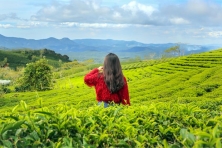 [ĐÀ LẠT 3N3Đ] Ngắm Nhìn Mùa Hoa Lavender Tím Cả Cánh Đồng