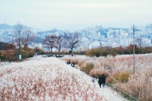 [MÙA THU KOREA 5N4Đ] Làng Hanok Eunpyeong - Trải Nghiệm Hái Táo Tại Vườn - Vườn Ban Mai Tĩnh lặng