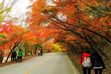 [MÙA THU BUSAN KOREA 6N5Đ]Làng Hanok Jeonju - Vườn Quốc Gia Naejangsan Sắc Màu Vàng - Trải Nghiệm Hái Táo Tại Vườn - Công Viên Bầu trời (Haneul)