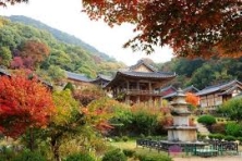 [MÙA THU BUSAN KOREA 6N5Đ]Làng Hanok Jeonju - Vườn Quốc Gia Naejangsan Sắc Màu Vàng - Trải Nghiệm Hái Táo Tại Vườn - Công Viên Bầu trời (Haneul)