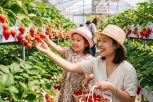 MÙA ĐÔNG HÀN QUỐC SEOUL - LOTTE WORLD - TRƯỢT TUYẾT - HÁI DÂU TẠI VƯỜN