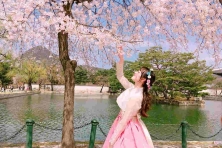 [MÙA XUÂN KOREA5N4Đ] Đón Lễ Hội Hoa Anh Đào & Đèn Lồng Suối Yangjaecheon - Ngắm Pháo Đài Hwaseong ở Sunwon