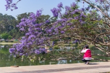 [ĐÀ LẠT 3N3Đ] Mùa Hoa Phượng Tím | Cánh Đồng Hoa Lavender Tháng 3 & Tháng 4