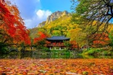[MÙA THU BUSAN KOREA 6N5Đ]Làng Hanok Jeonju - Vườn Quốc Gia Naejangsan Sắc Màu Vàng - Trải Nghiệm Hái Táo Tại Vườn - Công Viên Bầu trời (Haneul)