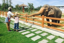 FLC SAFARI 1N ] Tham Quan Khu Vui Chơi Quy Nhơn