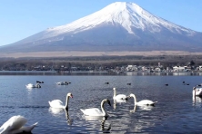 DU LỊCH NHẬT BẢN MÙA ĐÔNG ĐÓN TẾT DƯƠNG TOKYO–FUJI–KYOTO-OSAKA