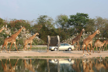 KHÁM PHÁ THÁI LAN BANGKOK - PATTAYA - SAFARI WORLD
