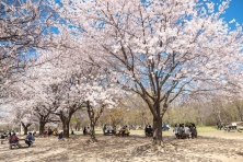 [MÙA XUÂN KOREA 5N4Đ] Chinh Phục Ngọn Núi Eungbongsan Bao Phủ Trong Sắc Vàng Rực Rỡ của Hoa Forsythia