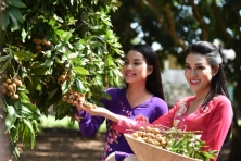 [BẠC LIÊU 1N1Đ] Cảm Nhận Cánh Đồng Quạt Gió Bạc Liêu | Tượng Quan Âm Đông Hải