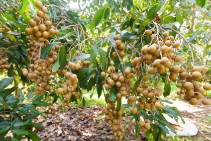 ALLA GROUP