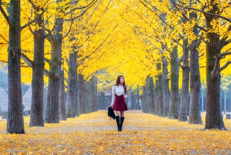 [MÙA THU KOREA 5N4Đ]Ngắm Lá Vàng Công Viên Yeouido