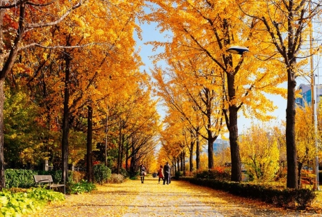 [PHƯỢT MÙA THU KOREA ] Trải nghiệm văn hóa & khám phá Công viên Seoul Forest
