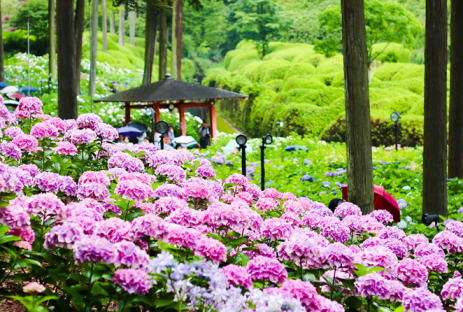 ĐÀ LẠT - HAPPY HILL SĂN MÂY CẦU ĐẤT KHÁM PHÁ VƯỜN ĐỊA ĐÀNG