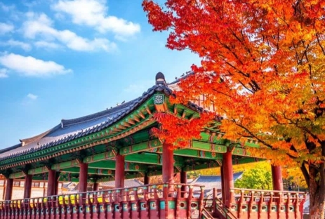 [MÙA THU KOREA 4N4Đ] Ngắm Lá Vàng Rực Rỡ tại Trường Đại Học Nữ sinh Ehwa - Chợ Đêm Hongdae - Trải Nghiệm Hái táo tại vườn