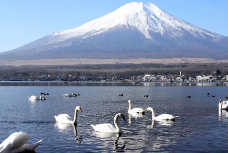DU LỊCH NHẬT BẢN MÙA ĐÔNG ĐÓN TẾT DƯƠNG TOKYO–FUJI–KYOTO-OSAKA
