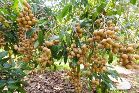 [BẠC LIÊU 2N2Đ] Khám Phá Vườn Nhãn Trăm Tuổi | Cánh Đồng Quạt Gió